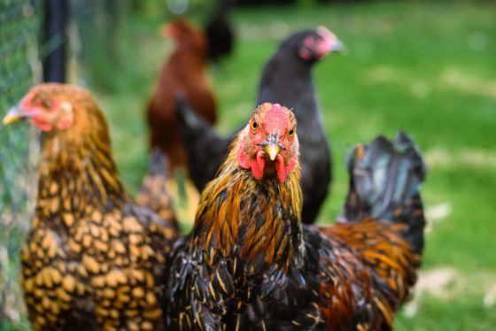 Lessons From An African Chicken Farmer