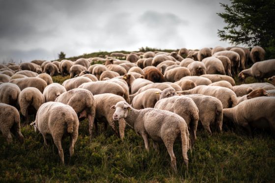 Going Against The Herd