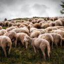 Going Against The Herd