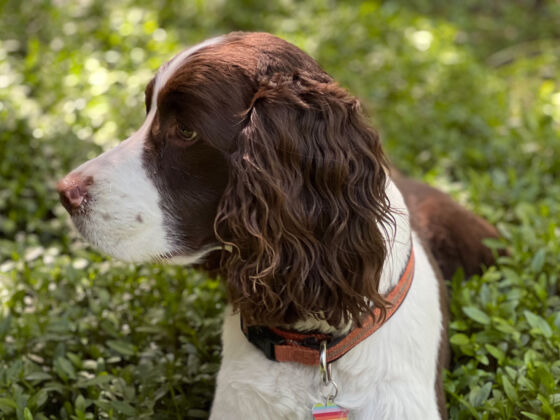 Chasing Squirrels