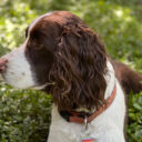 Roxie