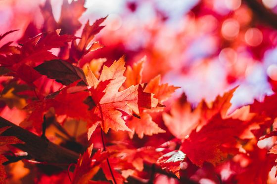 The October Theory