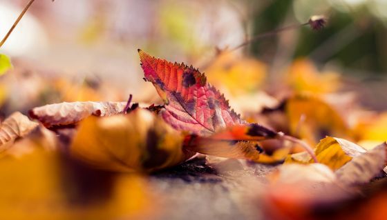 Choosing To Find Time for Rest and Renewal